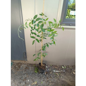 GLICYNIA WISTERIA szczepiona fioletowo - niebieska - sadzonki 120 / 150 cm
